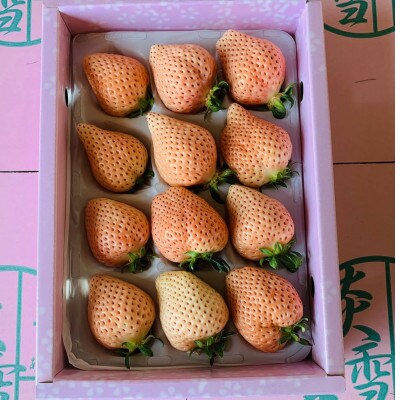 熊本玉名産白いちご『淡雪』化粧箱入り　合計約800g(玉名市)