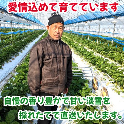 熊本玉名産白いちご『淡雪』化粧箱入り　合計約800g(玉名市)