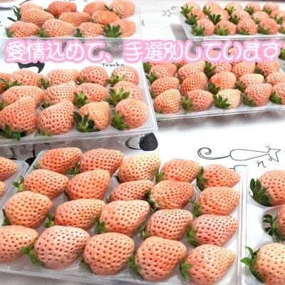 熊本玉名産白いちご『淡雪』化粧箱入り　合計約800g(玉名市)
