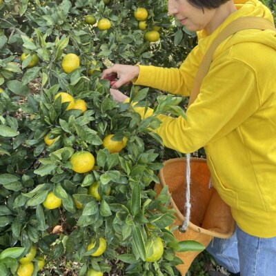 贈答用　温州みかん　約3キロ　くまモン桐箱入り(玉名市)