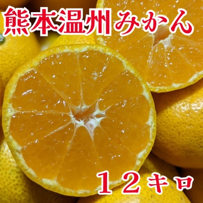 【先行受付】令和5年度産　温州みかん　約6キロ×2箱　合計12キロ　家庭用(玉名市)