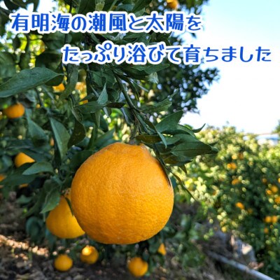 【贈答用】不知火　約2.8キロ(玉名市)