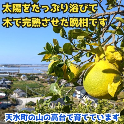河内晩柑　ジューシーオレンジ　10kg　サイズ混合