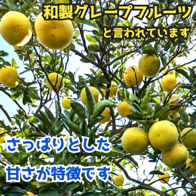 河内晩柑　ジューシーオレンジ　10kg　サイズ混合