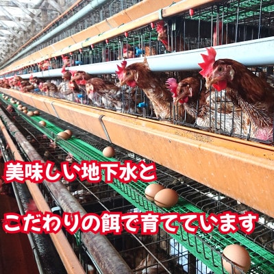 新鮮 生が一番 前ちゃん家のたまご　75玉(玉名市)