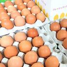 新鮮 生が一番 前ちゃん家のたまご　40玉(玉名市)