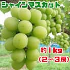 【先行受付】大人気のシャインマスカット 約1kg(2～3房) (玉名市)