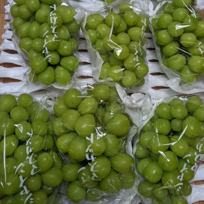 大人気のシャインマスカット 約1kg(2～3房) (玉名市)