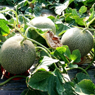 先行受付　肥後グリーンメロン　2玉(1玉約2kg)(玉名市)