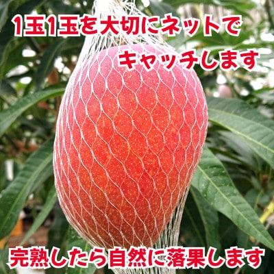 訳あり　完熟アップルマンゴー　約1.5kg(玉名市)