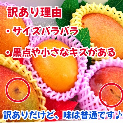 訳あり　完熟アップルマンゴー　約1.5kg(玉名市)