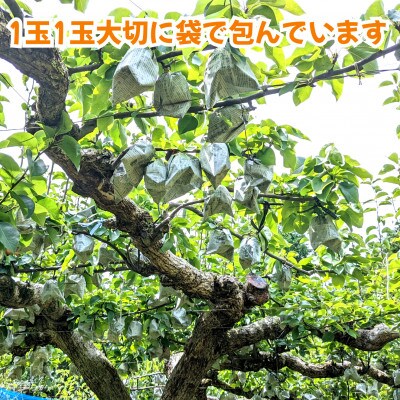 熊本県玉名市産　豊水梨　約5kg(10玉～20玉)(玉名市)