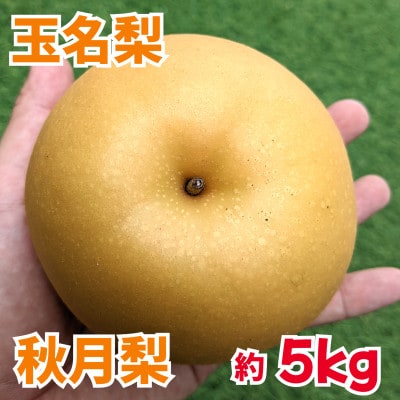 熊本県玉名市産　あきづき梨　約5kg(10玉～20玉)(玉名市)