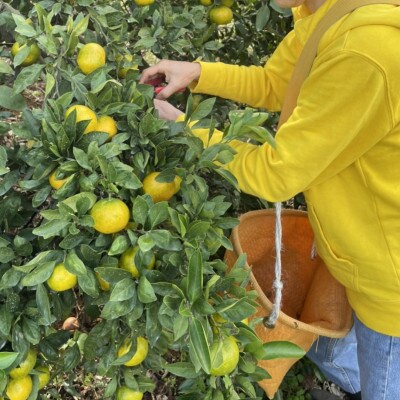 訳あり　家庭用　温州みかん　約5kg(玉名市)
