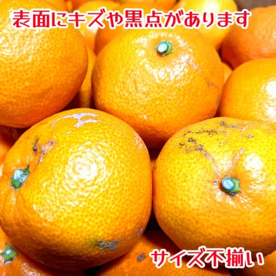 訳あり　家庭用　温州みかん　約10kg(玉名市)