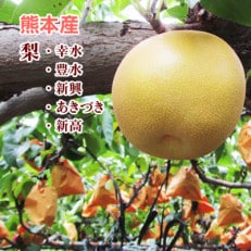 熊本県産 玉名梨5kg(玉名市)