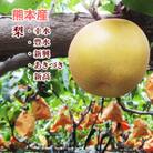 熊本県産　玉名梨5kg(玉名市)