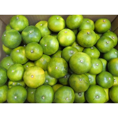 熊本県産 温州みかん(5kg)