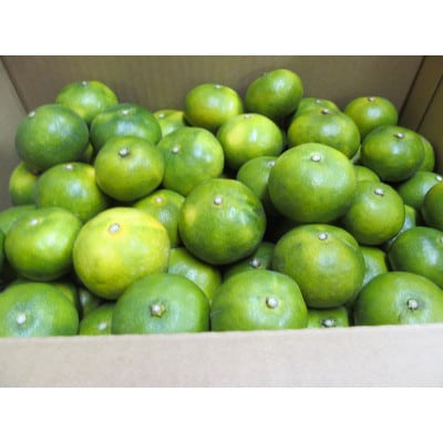 熊本県産 温州みかん(5kg)