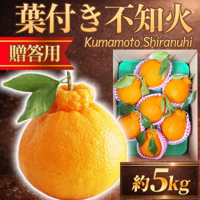 葉付き不知火 12～24玉 約5kg(玉名市)