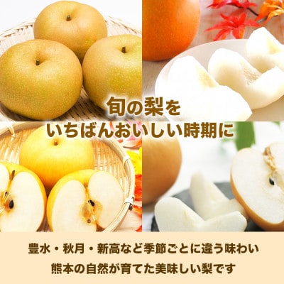 【さとふる限定】数量限定 秋のフルーツおすすめ! 熊本県産旬の梨(豊水・秋月・新高)約4kg 玉名市