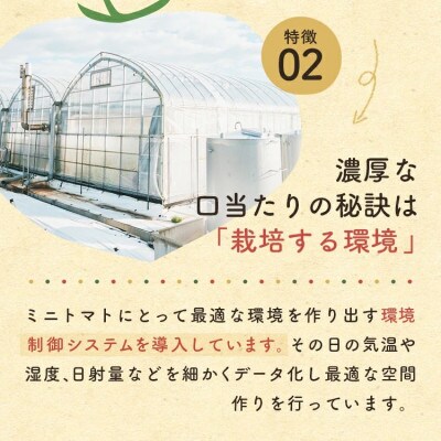 ミニトマト「トマランタン」1kg