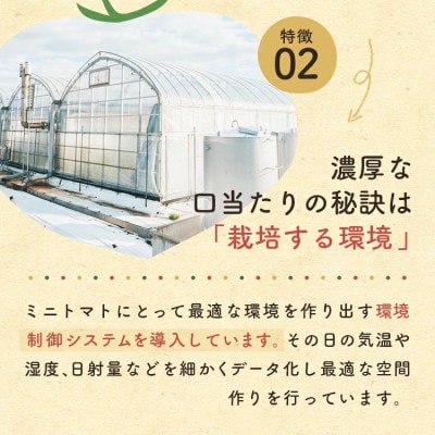 ミニトマト「トマランタン」1.5kg