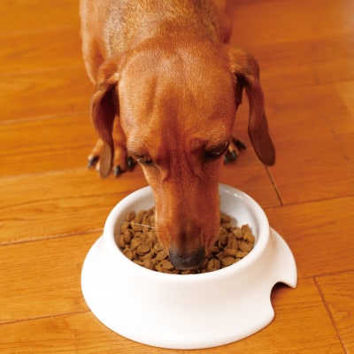 犬の雑穀ごはんアダルト1.6kg(玉名市)