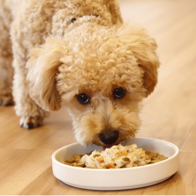 【ふるさと納税】ちょいのせDeli 5種×各3袋セット【犬用フード】(玉名市)