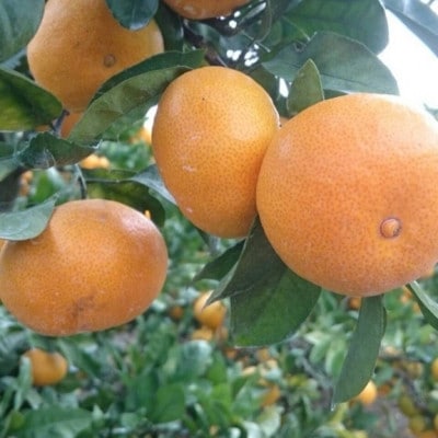 【訳あり】甘味と酸味の絶妙なバランス　後藤農園の温州みかん　約5kg(玉名市)