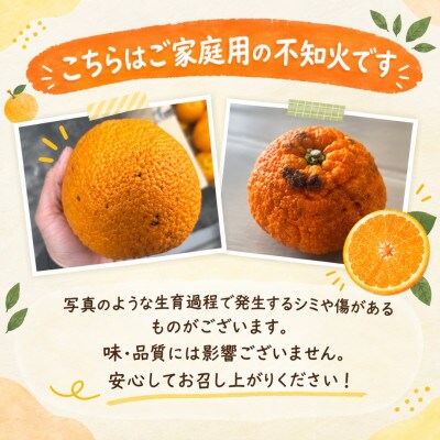 【ご家庭用】後藤農園の不知火(しらぬい)ジューシー濃厚な甘み　約3kg(玉名市)
