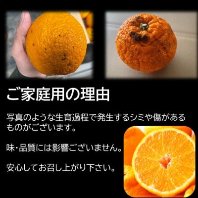 【ご家庭用】後藤農園の不知火(しらぬい)ジューシー濃厚な甘み　約5kg(玉名市)