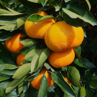 【ご家庭用】後藤農園の不知火(しらぬい)ジューシー濃厚な甘み　約5kg(玉名市)