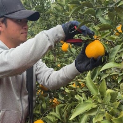 【ご家庭用】後藤農園の不知火(しらぬい)ジューシー濃厚な甘み　約5kg(玉名市)