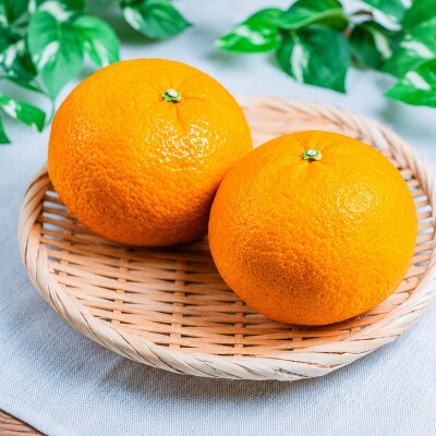 訳あり　後藤農園の紅甘夏　約3kg