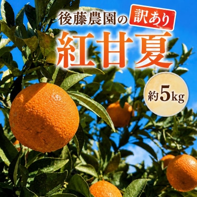訳あり　後藤農園の紅甘夏　約5kg