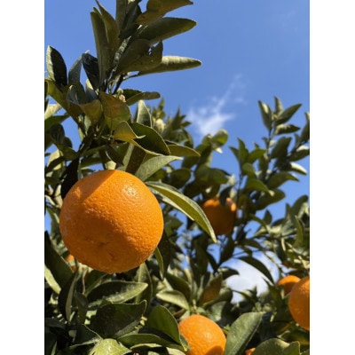 訳あり　紅甘夏　約8kg(玉名市)