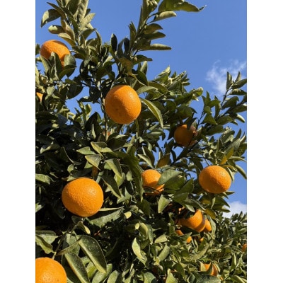 訳あり　紅甘夏　約8kg(玉名市)