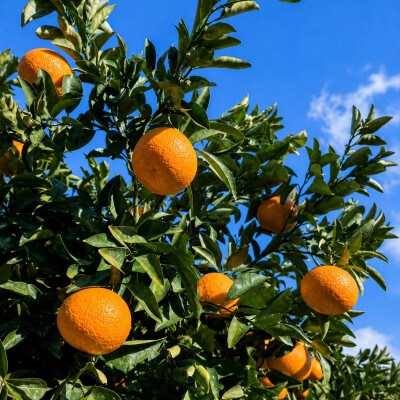 訳あり　後藤農園の紅甘夏　約8kg