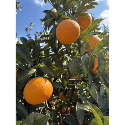 【贈答用】紅甘夏　6～8玉(玉名市)