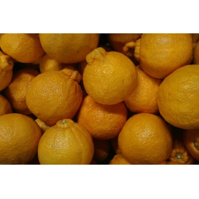 不知火 秀品 約5kg サイズ(4L～M)指定不可 デコポンと同品種(玉名市)