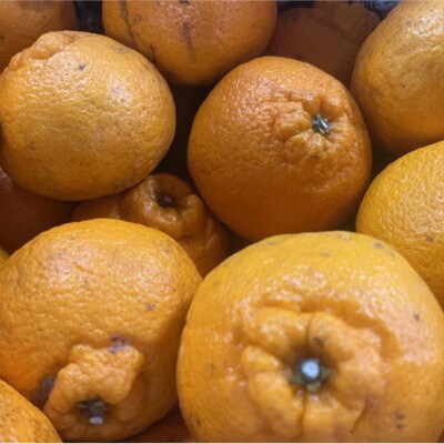 不知火 訳あり 4kg【規格外品】ご家庭用 サイズ不選別 デコポンと同品種(玉名市)