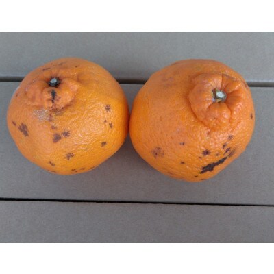 不知火 訳あり 4kg【規格外品】ご家庭用 サイズ不選別 デコポンと同品種(玉名市)