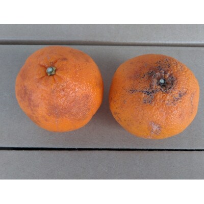 不知火 訳あり 4kg【規格外品】ご家庭用 サイズ不選別 デコポンと同品種(玉名市)