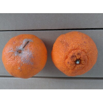 不知火 訳あり 4kg【規格外品】ご家庭用 サイズ不選別 デコポンと同品種(玉名市)