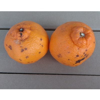 不知火 訳あり 10kg【規格外品】ご家庭用 サイズ不選別 デコポンと同品種(玉名市)