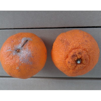 不知火 訳あり 10kg【規格外品】ご家庭用 サイズ不選別 デコポンと同品種(玉名市)