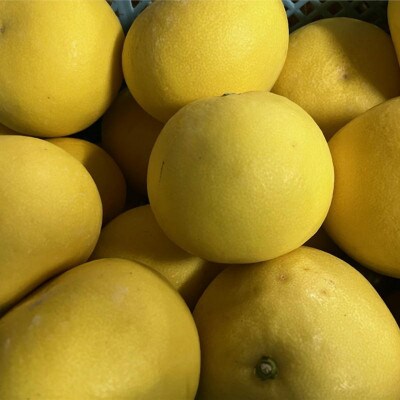 パール柑 秀品 約10kg サイズ(4L～M)指定不可(玉名市)