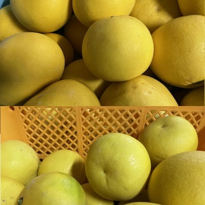 パール柑 秀品 約5kg サイズ(4L～M)指定不可(玉名市)