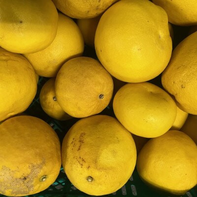 パール柑 訳あり 10kg【規格外品】ご家庭用 サイズ不選別(玉名市)